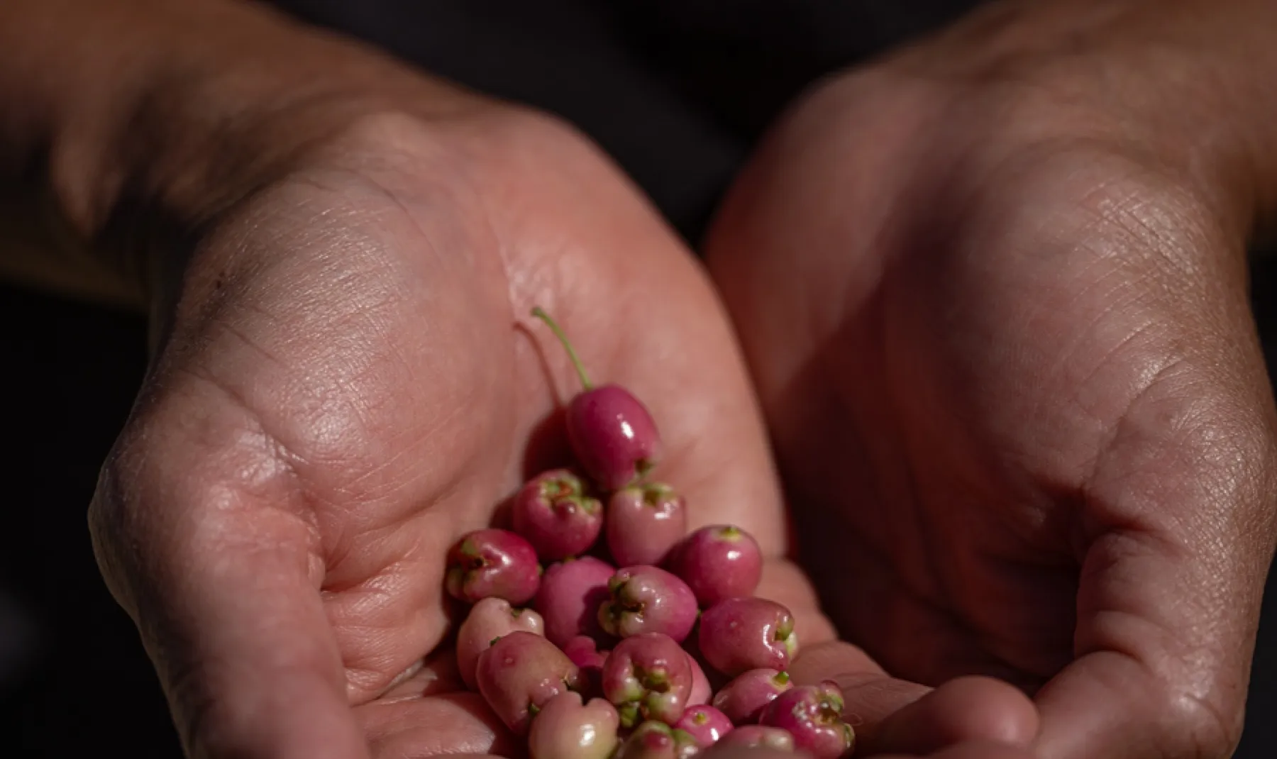 Cupped hands holding a cluster of small pink native berries.